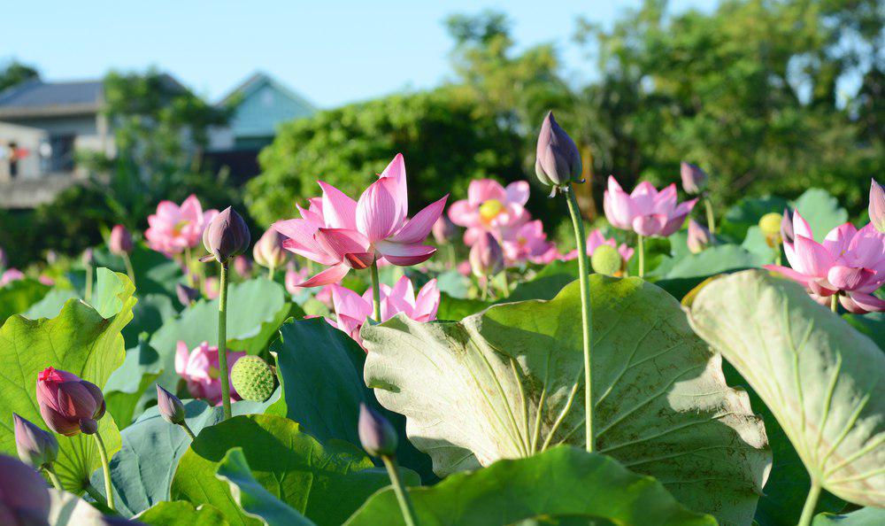 Lotus (ផ្កាឈូក)