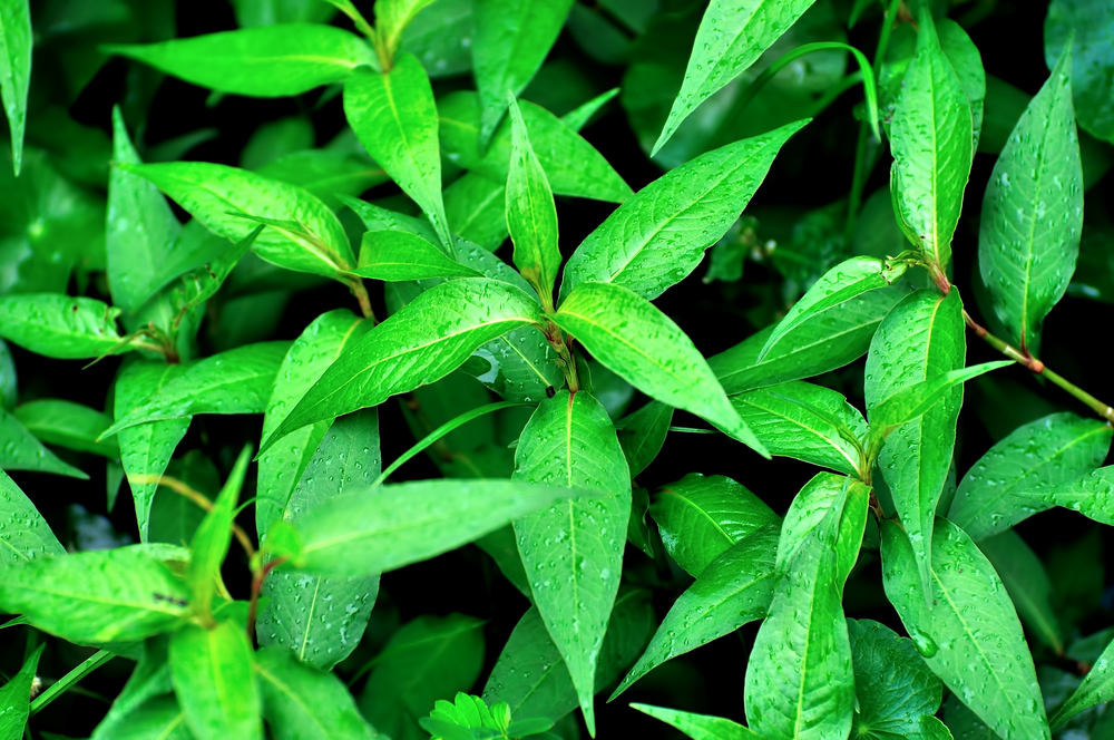 Cambodian Mint (ជីរ​ក្រសាំង​ទំហំ)