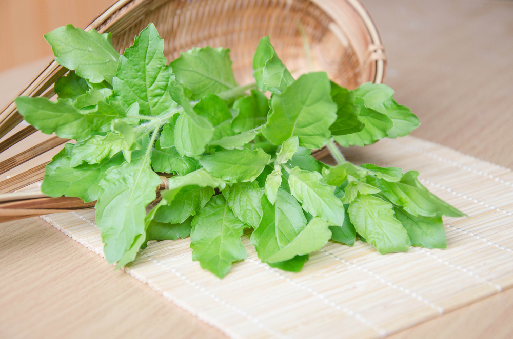 Holy Basil (ម្រះព្រៅ)