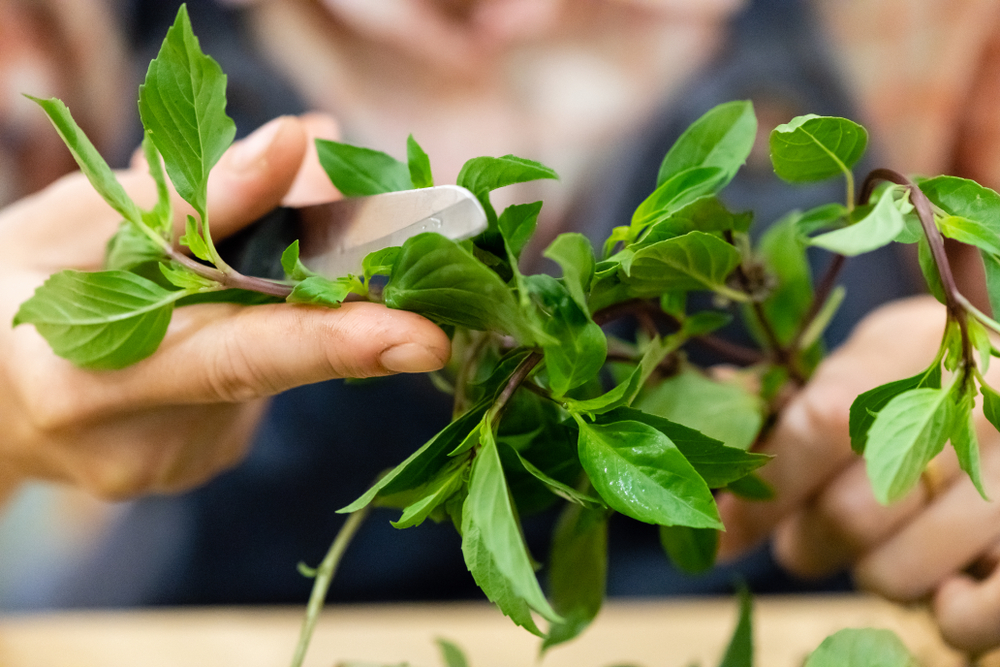 Basil (ជីរ​នាង​វង)