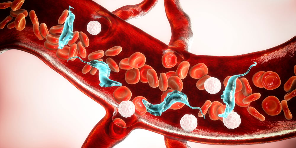 Parasitic Infections (ការ​បង្ក​រោគ​ដោយ​ប៉ារ៉ាស៊ីត​)