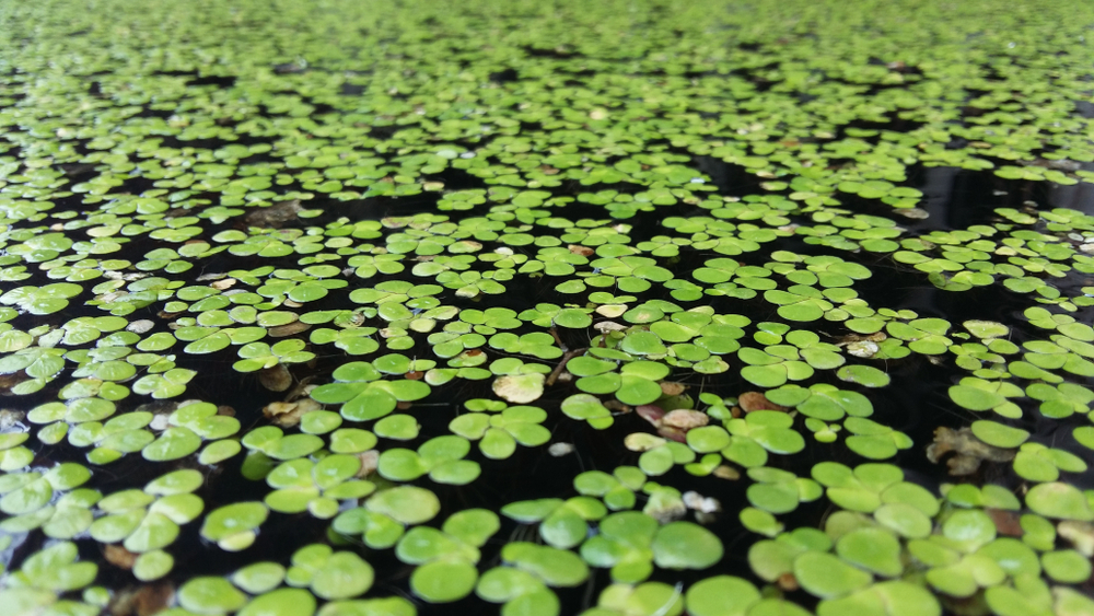 Duckweed (រុក្ខជាតិ​ចក)