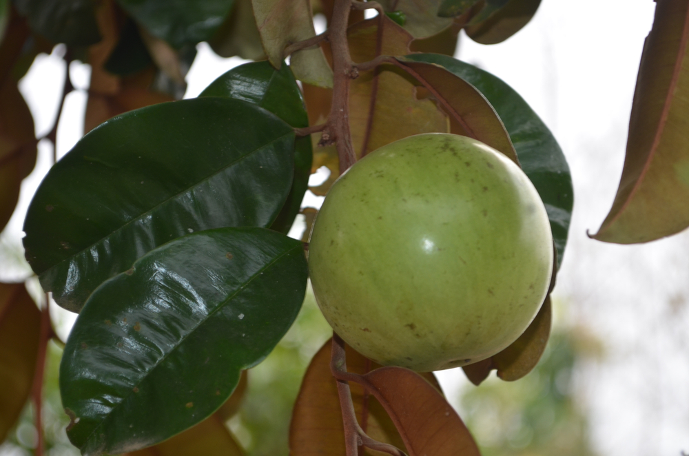 Milk Fruit (ដើម​ទឹក​ដោះ​គោ)