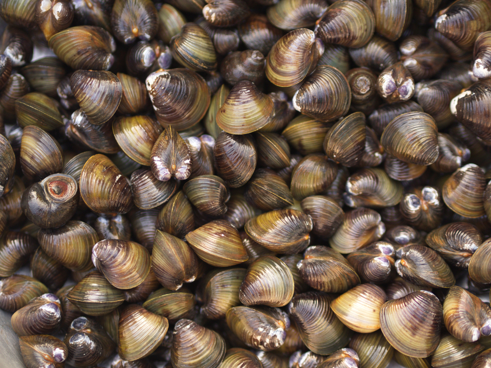 កុំ​ចូលចិត្ត​ញ៉ាំ​លៀស ខ្ចៅ ខ្យង ពេក ព្រោះ​អាច​ឆ្លង​សត្វ​ល្អិត​ទៅ​ក្នុង​ពោះវៀន