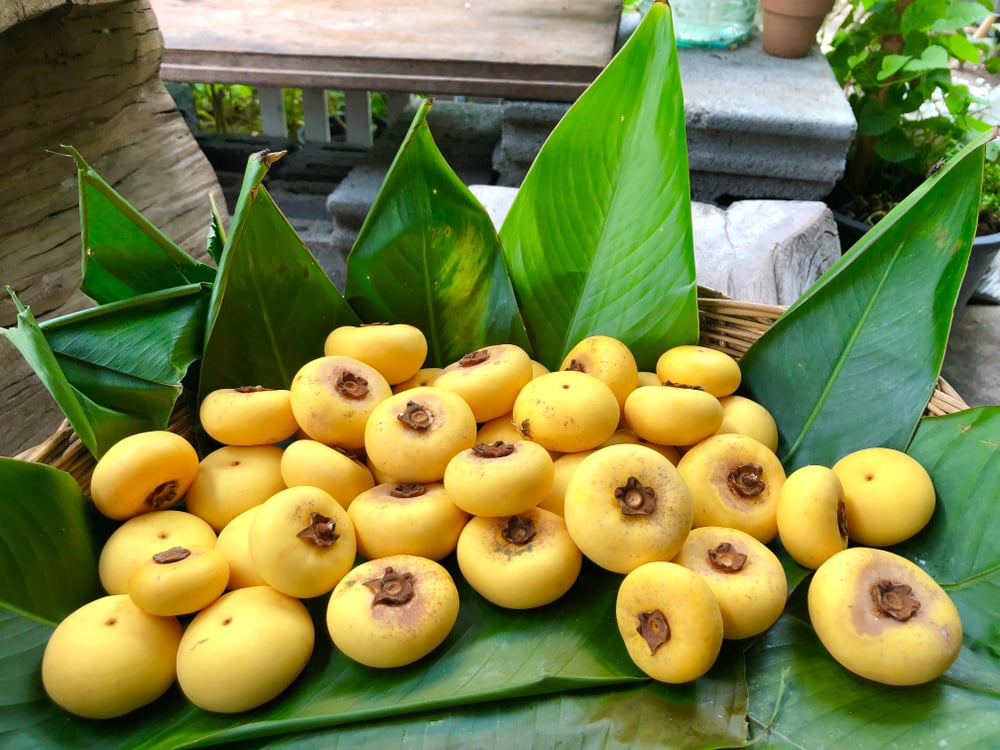 Gold Apple (រុក្ខជាតិ​ច័ន)