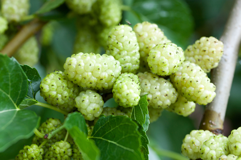 Indian Mulberry (ញ​ព្រៃ)