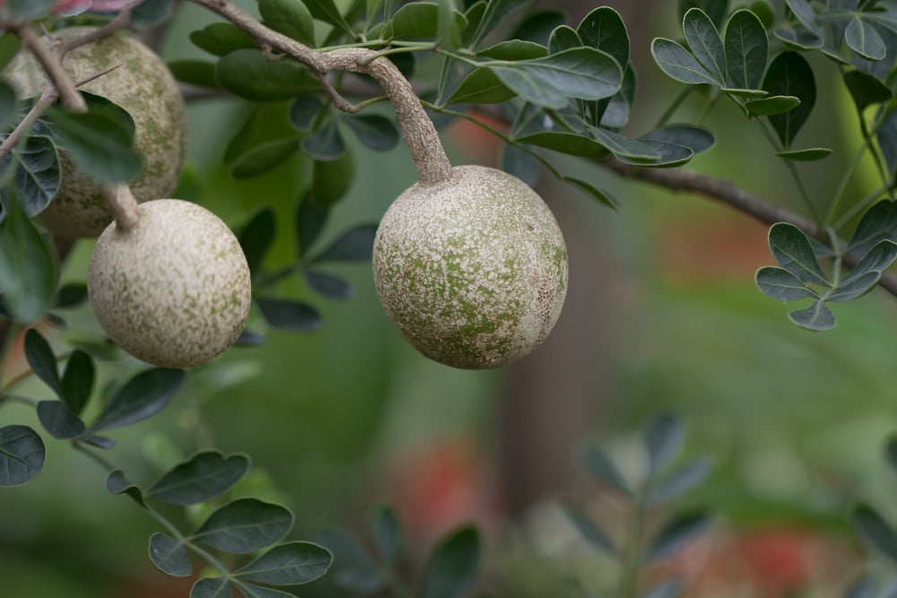 Wood Apple (ខ្វិត)