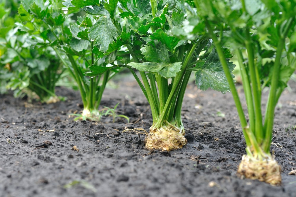 Water Celery (ភ្លៅ​កង្កែប)