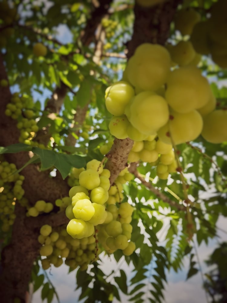 Star Gooseberry (កន្ទួត)