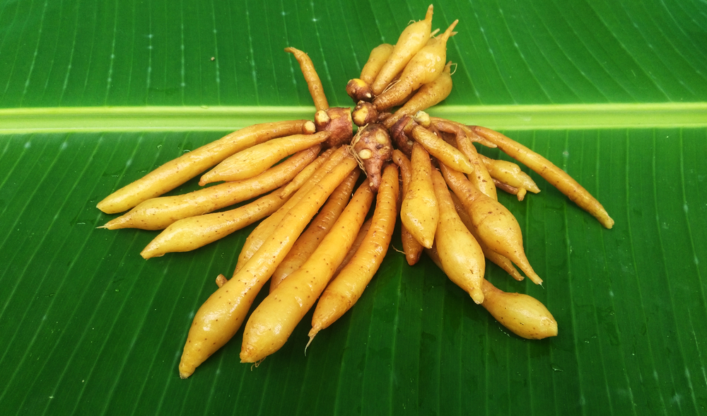 Fingerroot (ខ្ជាយ)