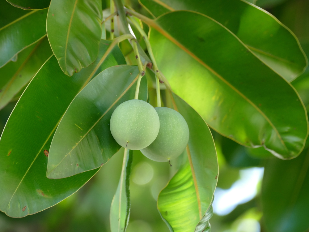 Tamanu (ដើមខ្ទឹង)