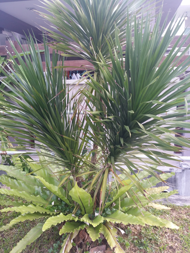 Cambodian Dragon Tree (ដើមច័ន​ក្រហម)