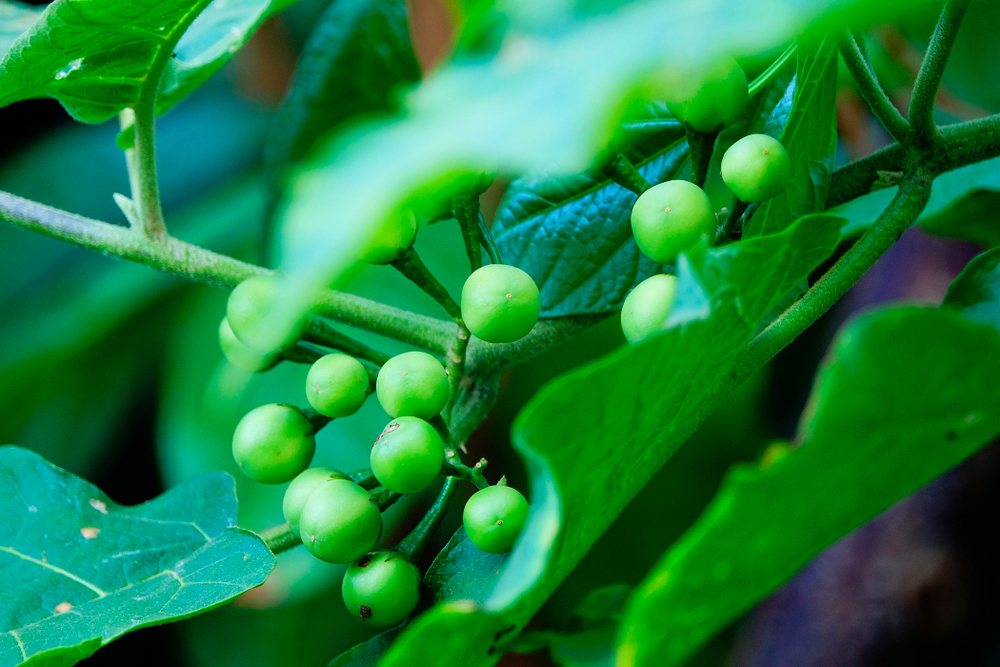 Turkey berry (ត្រប់​ពុតលំញង)