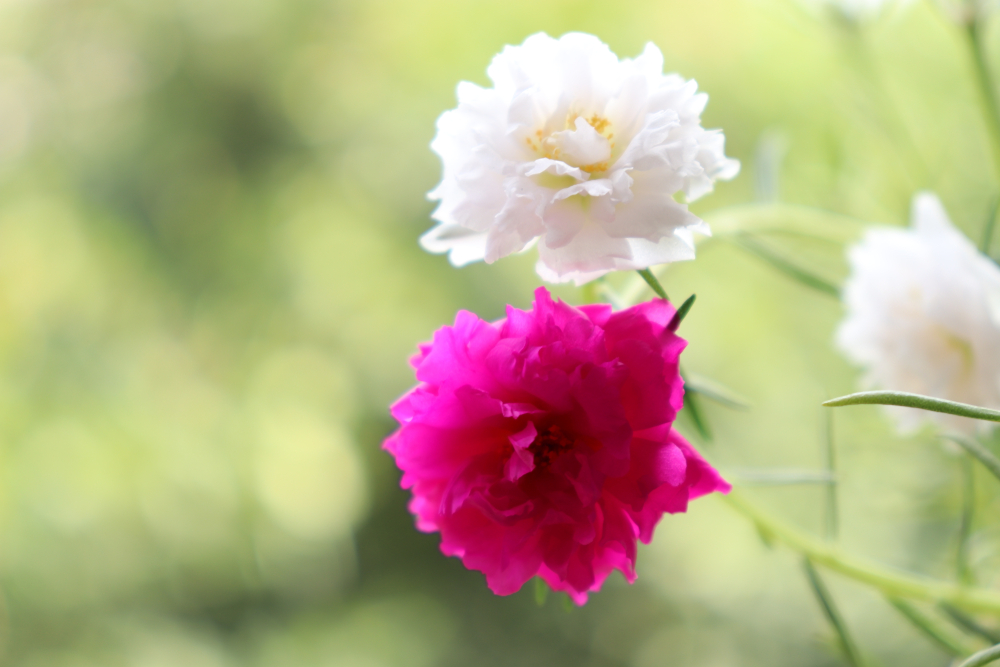 Ten o'clock flower (ផ្កាម៉ោងដប់)