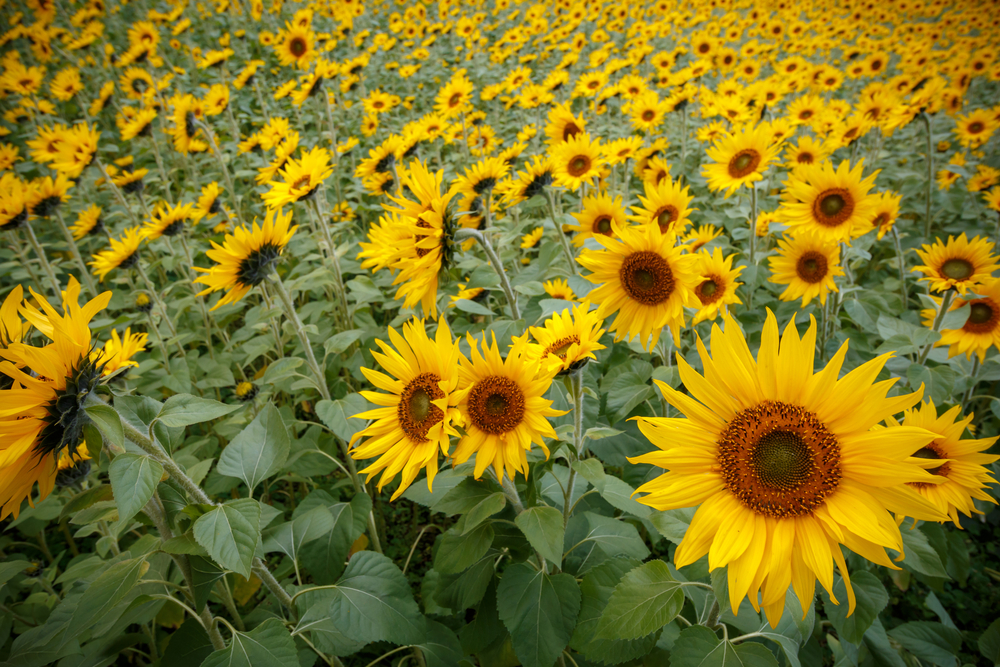 Sun Flower (ផ្កា​ឈូក​រ័ត្ន)