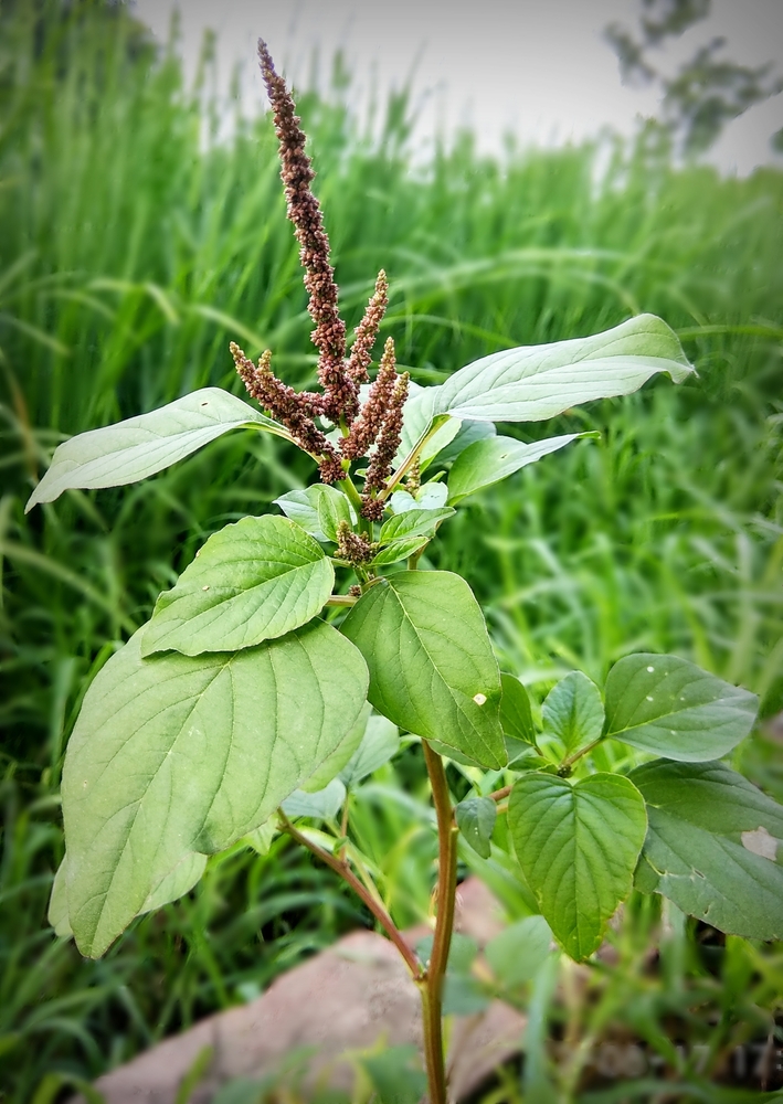 Slender Amaranth (ផ្ទី​អាចម៍​មាន់)