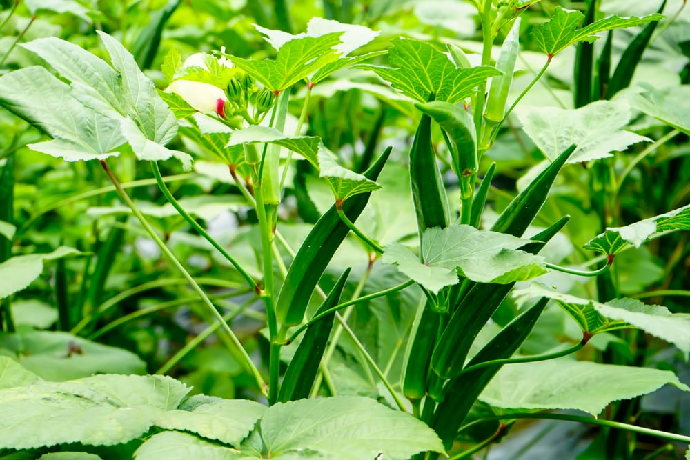 Okra (ពោតបារាំង)