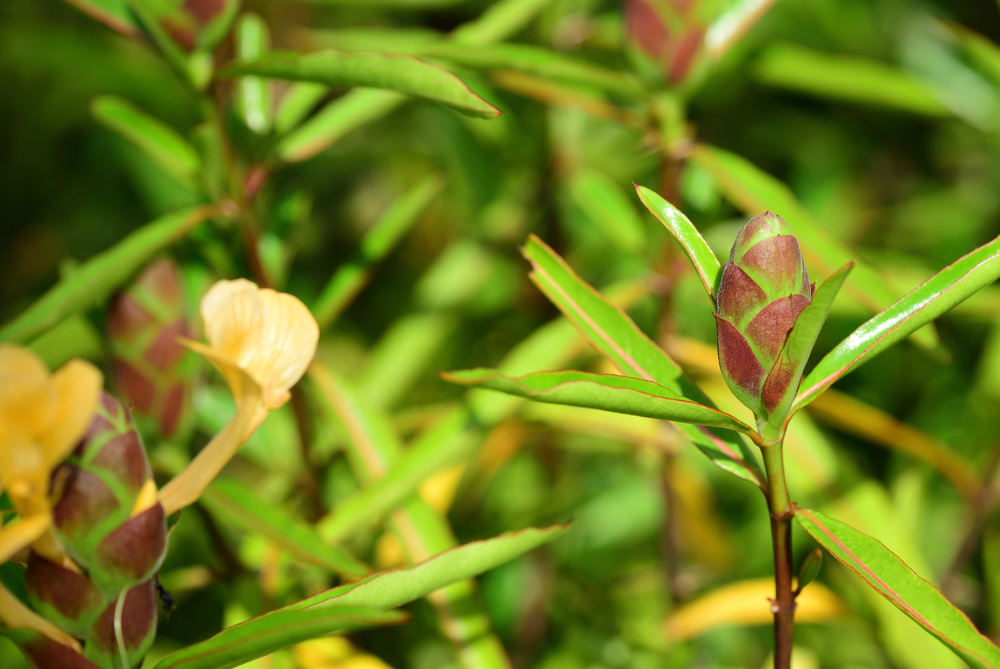 Hop-headed Barleria (ម្ជុល​ពេជ្រ)