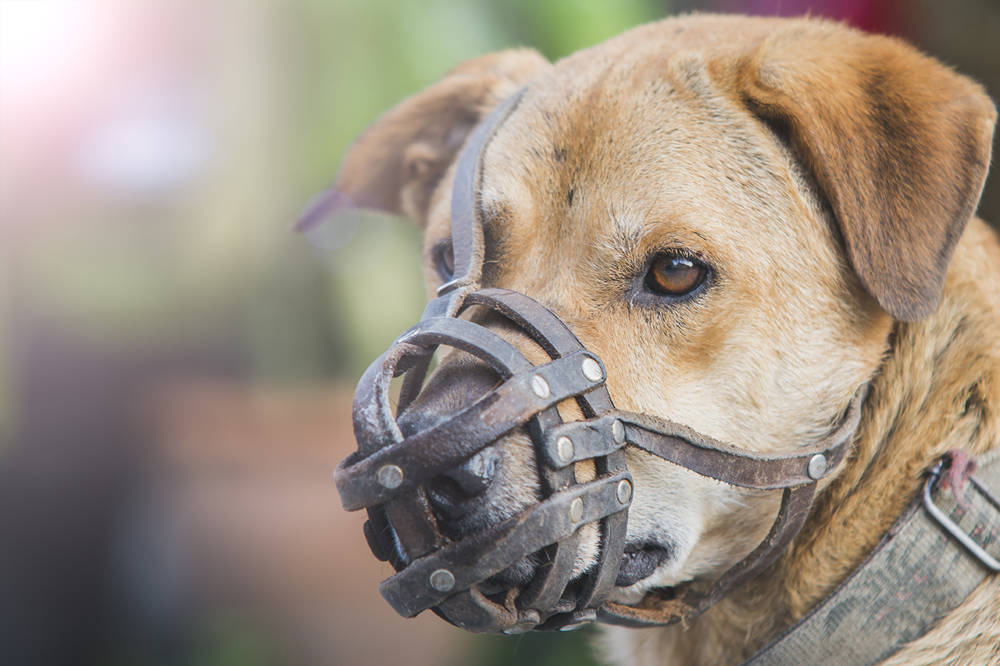 នៅ​អាមេរិក សត្វឆ្កែ​មិនមែន​ជា​ប្រភព​ចម្បង បង្ក​ជំងឺ​ឆ្កែឆ្កួត​ទេ