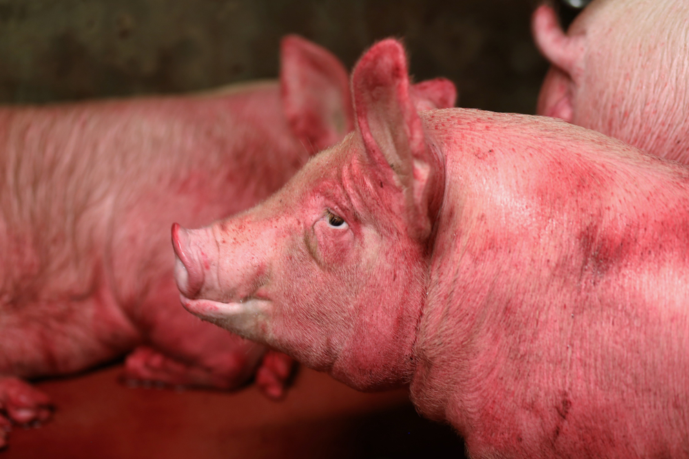 ប៉េស្តជ្រូកអាហ្វ្រិកផ្ទុះ៤ខេត្តហើយ វីរុសជំងឺនេះសាហាវម៉េចខ្លះ អាចឆ្លងទៅមនុស្សទេ?