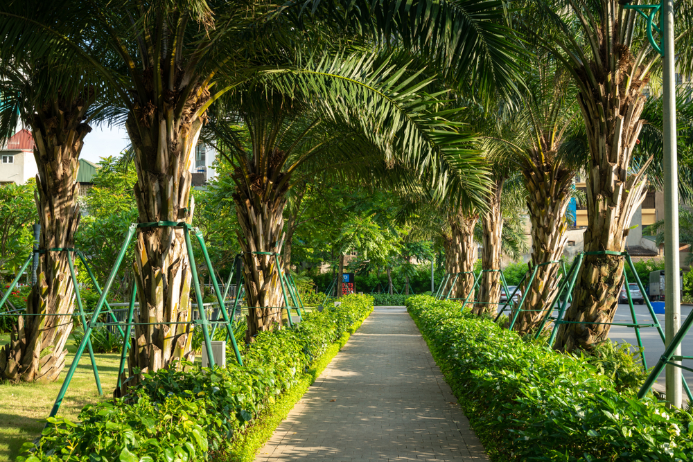 នៅ​ហាណូយ​ កាត់​ដើម​ឈើ​ជាង​១០០​ដើម​​​ភ្លាម​ៗ ក្រោយ​​​​ជះ​ក្លិន​អាក្រក់​ ខ្លាច​បំផ្លាញ​សុខភាព​ប្រជាជន​