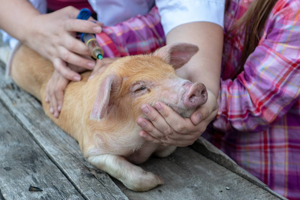 វៀតណាម ផលិតវ៉ាក់សាំងផ្ដាសាយជ្រូកជោគជ័យ ក្រោយផ្ទុះជំងឺនេះ ស្ទើរពេញប្រទេស