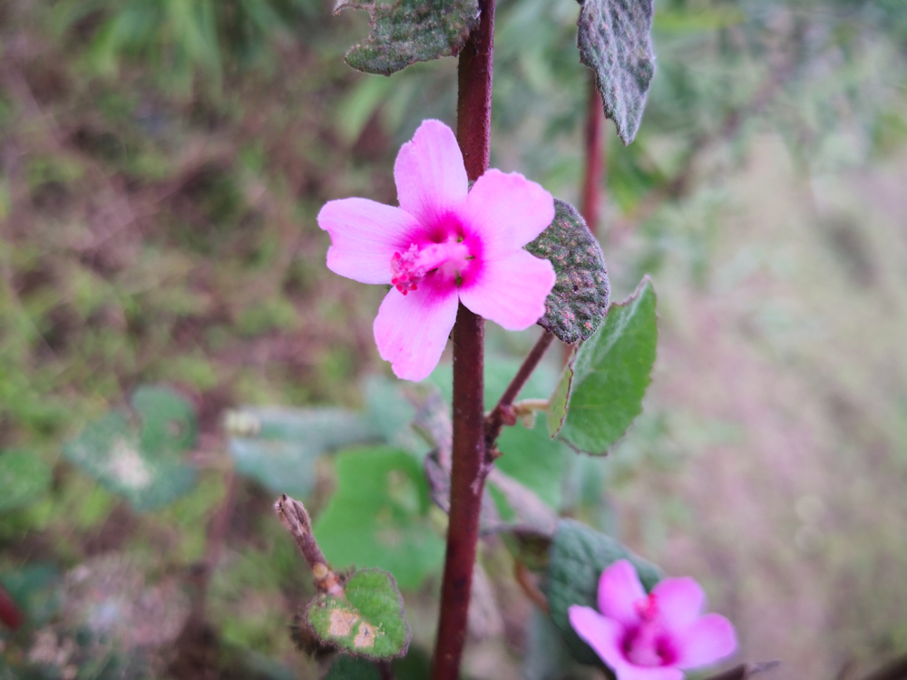 Urena lobata (ដើមកញ្ជាន់អាចម៍ជ្រូក)