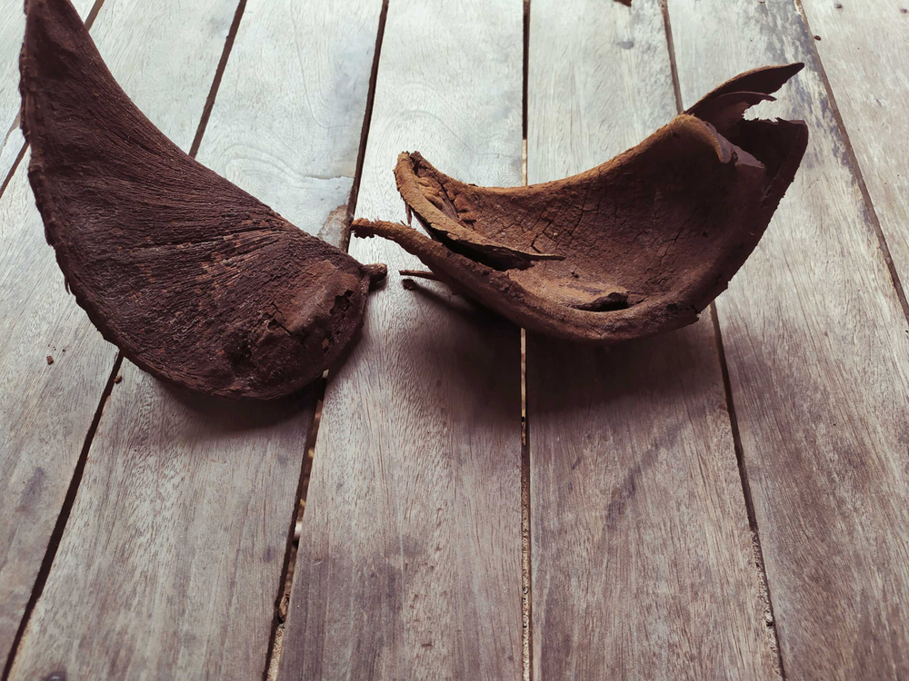 Xylia Xylocarpa (សុក្រំ)