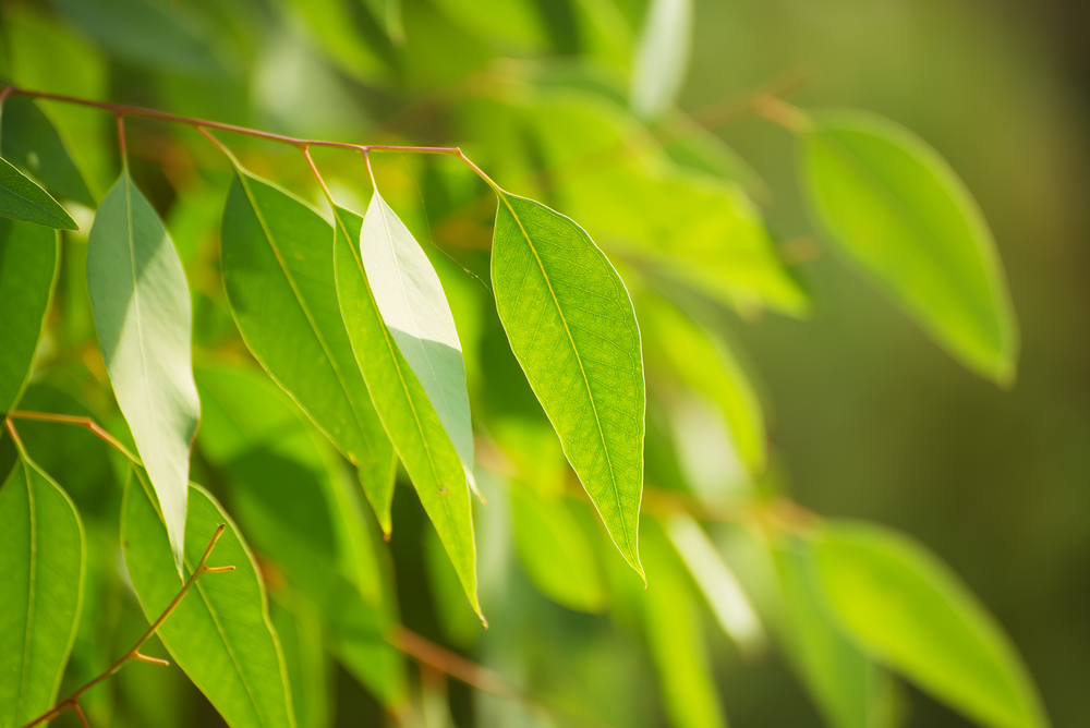 Eucalyptus (ដើមប្រេងខ្យល់)