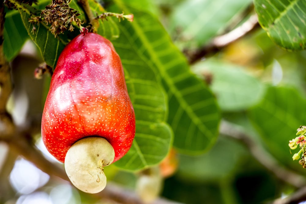 Cashew (ស្វាយចន្ទី)