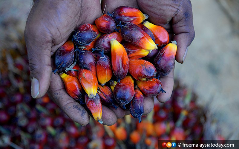 ប្រេងត្នោត ពីម៉ាឡេ កំពុងត្រូវប៉ាន់នៅវៀតណាម ប្រើជំនួសខ្លាញ់ជ្រូកចម្អិនអាហារ