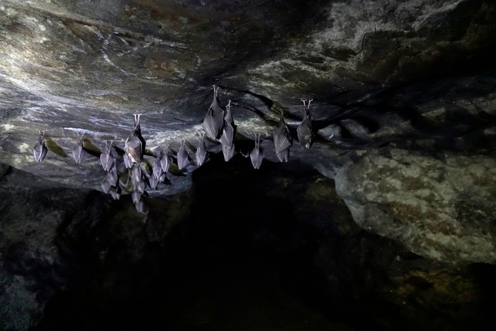 វីរុស COVID-19 អាចមានប្រភពពីល្អាងសត្វប្រចៀវគេរកឃើញតាំងពី១៦ឆ្នាំមុន