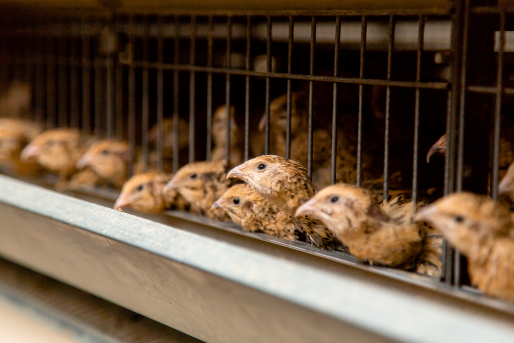 ហ្វីលីពីន​ផ្ទុះជំងឺ​ផ្ដាសាយបក្សីជាថ្មីទៀតលើ​សត្វក្រួច