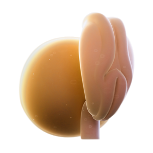 សប្ដាហ៍ទី៤