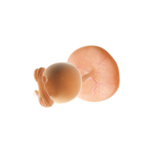 សប្ដាហ៍ទី៥