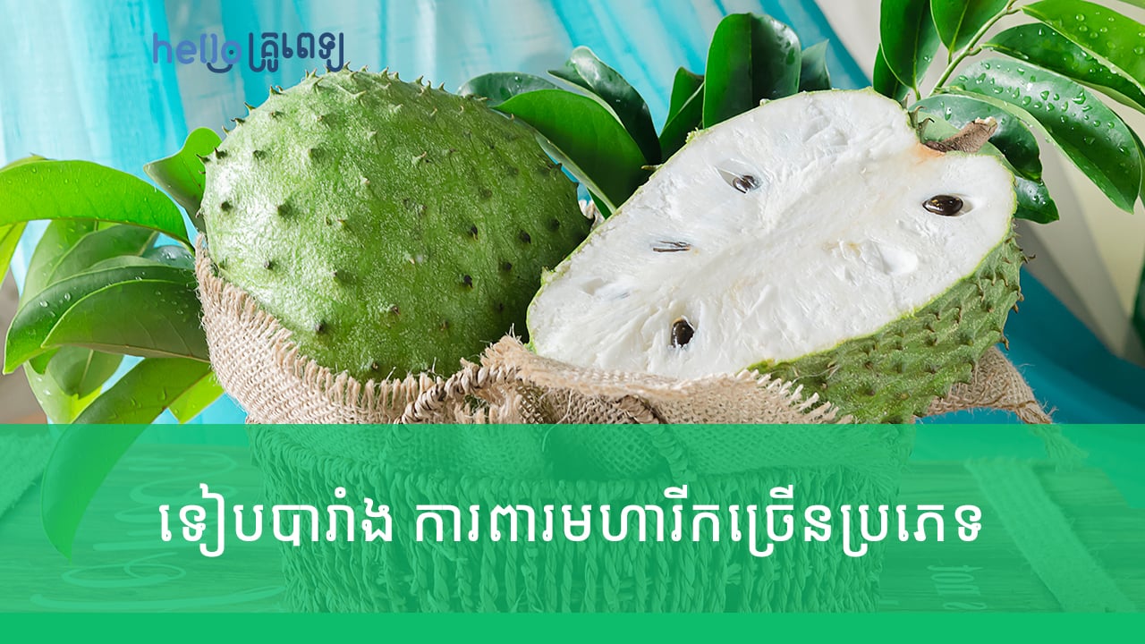 ទៀបបារាំង មានគុណប្រយោជន៍ការពារមហារីកច្រើនប្រភេទ​ (វីដេអូ)