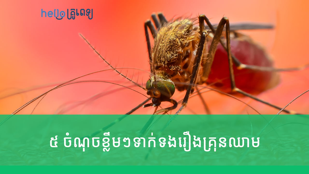 ៥ ចំណុចខ្លឹមៗ​ទាក់​ទង​រឿង​គ្រុន​ឈាម គ្រប់​គ្នា​ត្រូវ​ដឹង (វីដេអូ)